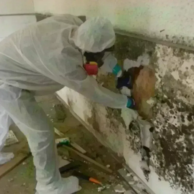 Mold Remediation and Removal in McKees Rocks, PA